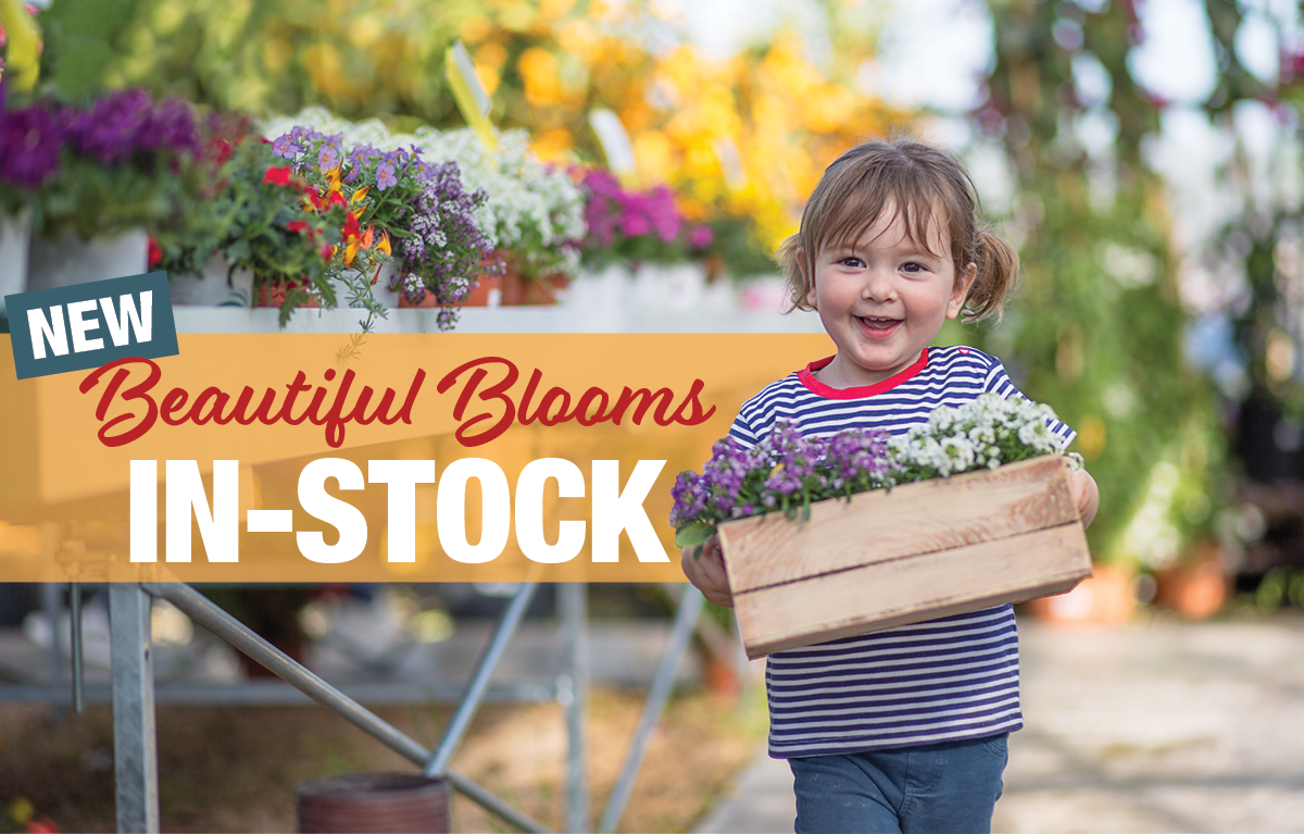 NEW Beautiful Blooms In-Stock