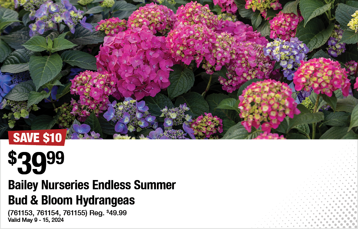 Bailey Nurseries Endless Summer Bud & Bloom Hydrangeas